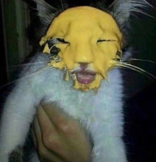 Cursed Cats 5k