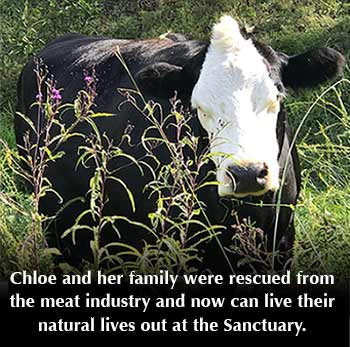 Compassion Farm Cows Villa Title Sponsorship