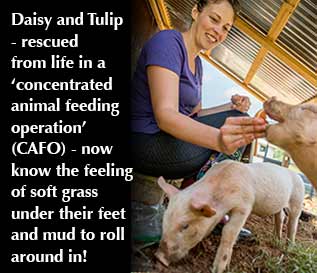 Compassion Farm Pigs Villa Title Sponsorship