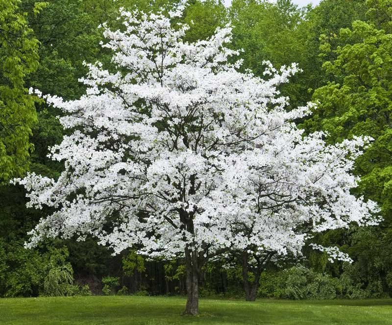 Living Memorial Dogwood Trees