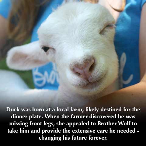 Compassion Farm Goats Villa Title Sponsorship