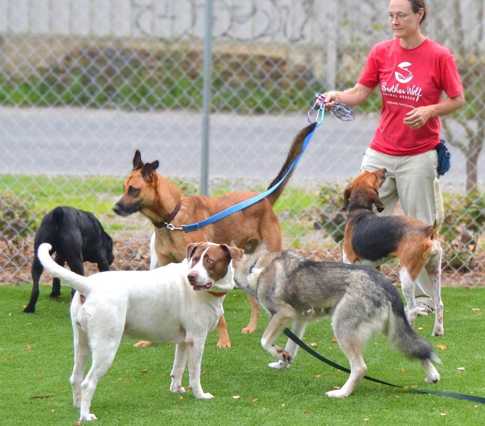 DOG PARK TITLE SPONSORSHIP